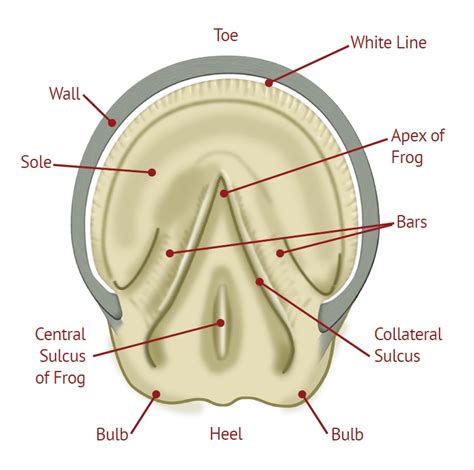 White Line Disease | Horse Journals