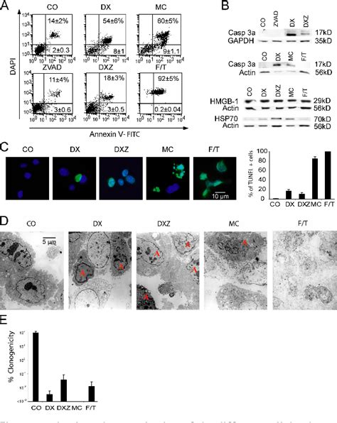 Caspase Activation | Semantic Scholar