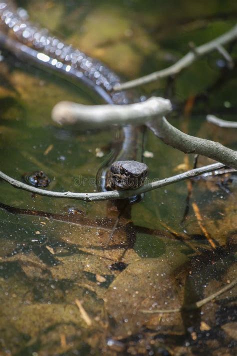 Cottonmouth Snake in Natural Habitat Stock Image - Image of natural ...