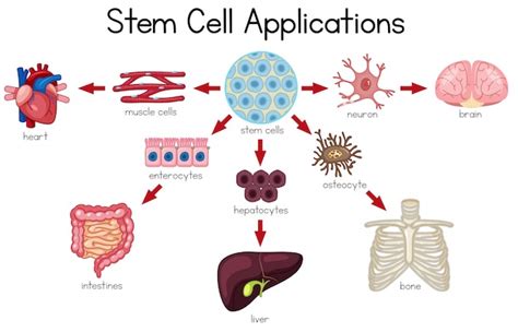 Premium Vector | Stem cell applications diagram