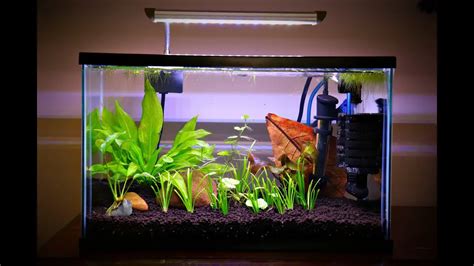 11 Amazing Facts About 5 Gallon Betta Tank - Aquariumia