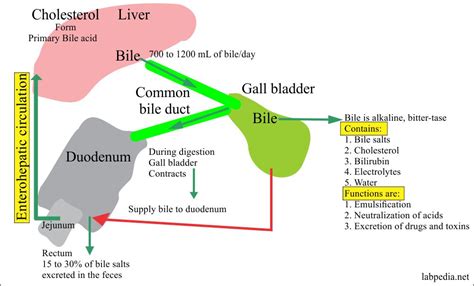 Urine-Bile Salts in The Urine (Bile Acid Metabolism) – Labpedia.net