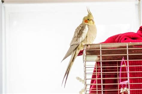 Cockatiel Cage - Size, Materials & All You Need To Know