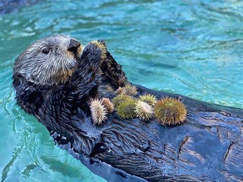 Hungry, hungry otters! Looking at captive sea otters to understand ...