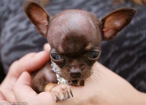 World's smallest dog Milly the Chihuahua is 3.8 inches high | Daily ...