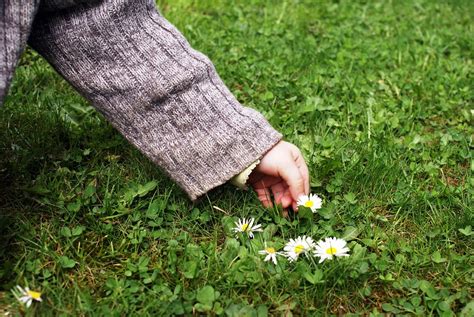 Child'S Hand Pick Flowers · Free photo on Pixabay