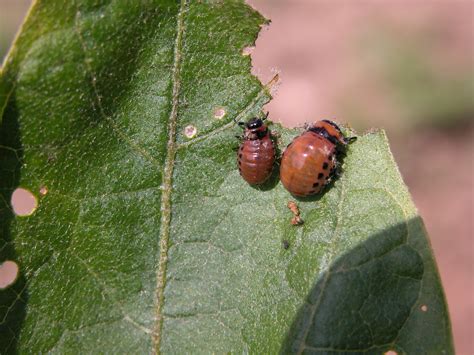 Vegetable: Colorado Potato Beetle | Center for Agriculture, Food, and ...