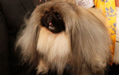 Westminster Dog Show 2012: Pekingese wins Best in Show - The Washington ...