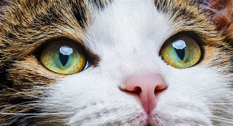 Green Eyed Cats Breeds