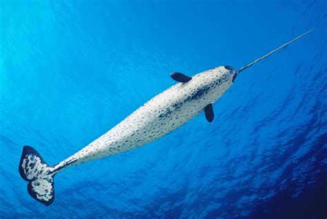 Narwhal Animal Facts - Unicorn of the Sea