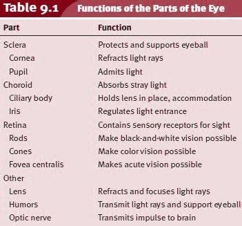 Functions of the Parts of the Eye