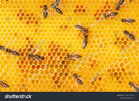 Full Frame Worker Bees On Honeycomb Stock Photo 2245723037 | Shutterstock