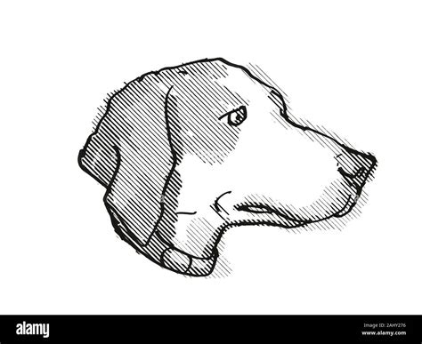 Retro cartoon style drawing of head of a Harrier Dog, a domestic canine ...