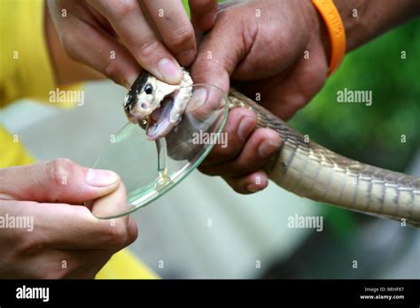 Milk snakes hi-res stock photography and images - Alamy