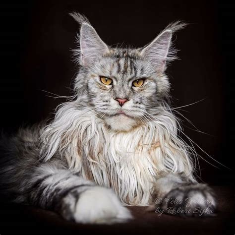 maine-coon-cat-photography-21 – Fubiz Media