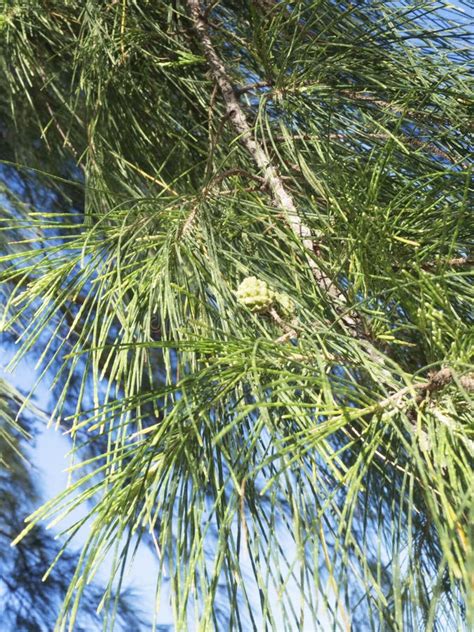 Closeup of Casuarina Trees and Leaves Stock Image - Image of clouds ...