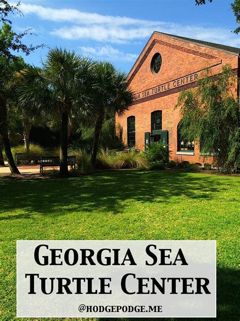 Georgia Sea Turtle Center - and More About Jekyll Island Georgia ...