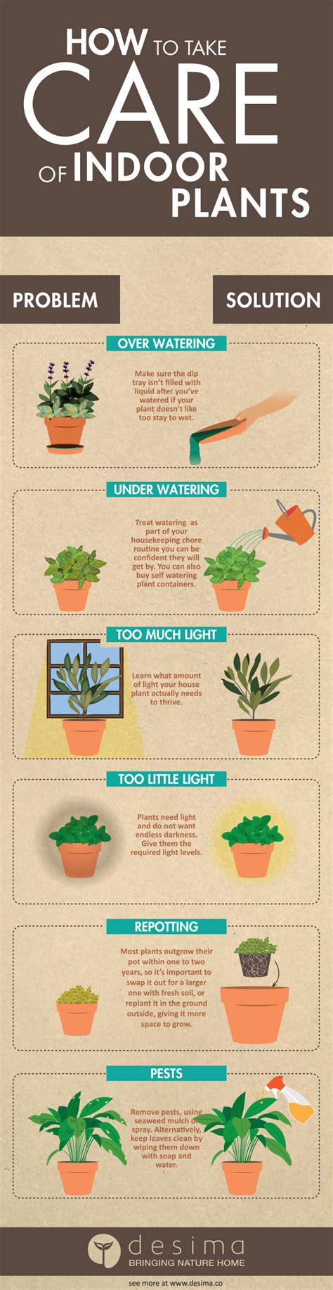 HOW TO TAKE CARE OF INDOOR PLANTS — desima