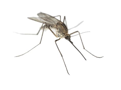 Mosquito PNG Image