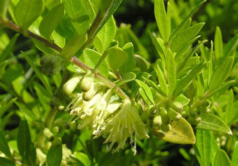 Lonicera pileata | Plants Direct – Victoria, BC