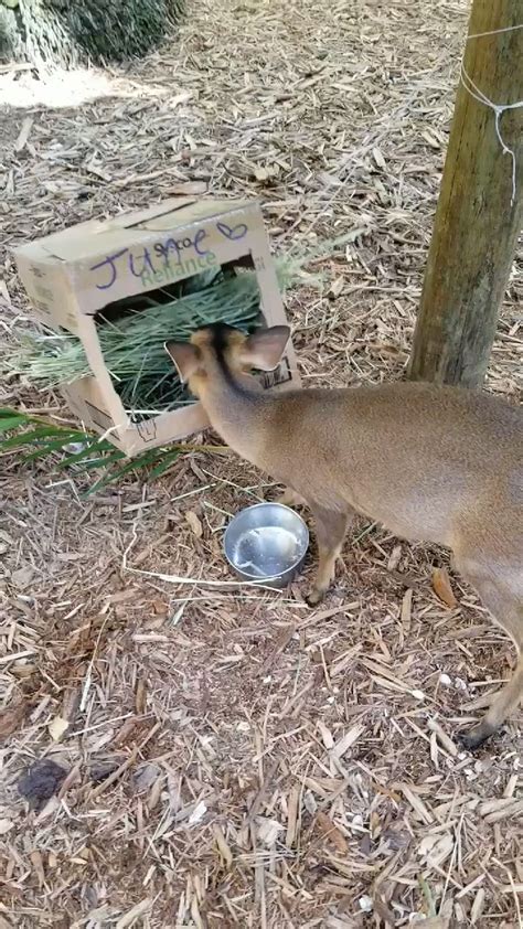 Sarasota Jungle Gardens: Muntjac Deer Enrichment [Video] | Zoo animals ...