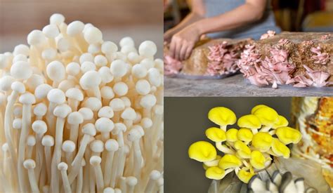 How to Grow Mushrooms From Mushroom Growing Kits - Blossom Studio Beads