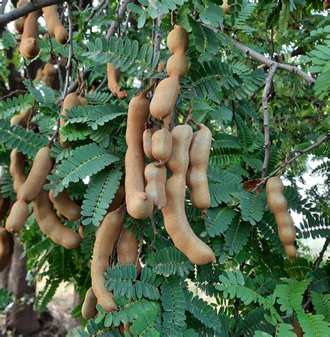 Tamarind fruit - PixaHive