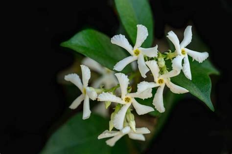 How to Grow Star Jasmine as a Ground Cover | Gardener’s Path