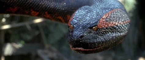 Anaconda – the world's largest snake? | DinoAnimals.com