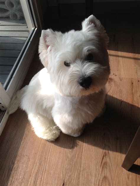 Mooji Westie Puppies, Westies, Beagle, Cute Puppies, Chihuahua Dogs ...