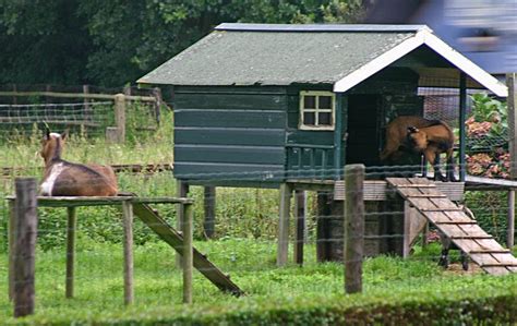 Goat House | Goat house, Goat shelter, Goat farming