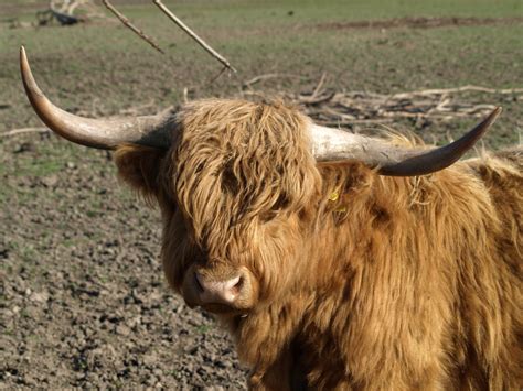 Free Highland Cattle Stock Photo - FreeImages.com