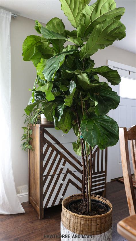 How to Care for a Fiddle Leaf Fig Tree – HAWTHORNE AND MAIN