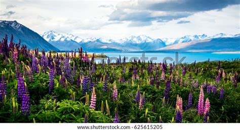 Flowering Lupins Lake Tekapo Stock Photo (Edit Now) 625615205