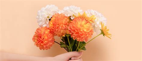 Dahlia Care Guide: How to Care for Dahlias + Growing Tips | ProFlowers