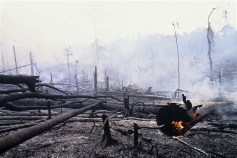 [The Guardian] Companies’ ‘zero deforestation’ pledges: everything you ...