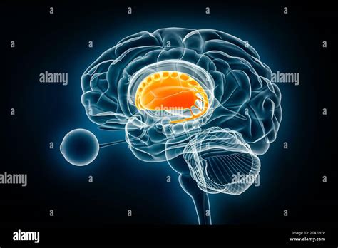 Corpus striatum profile x-ray view 3D rendering illustration. Human ...