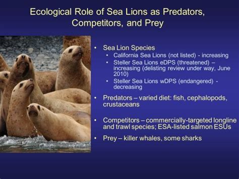 Ecological Role of Sea Lions as Predators, Competitors, and Prey