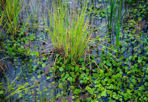 Marsh Plants Photograph by Doug Long