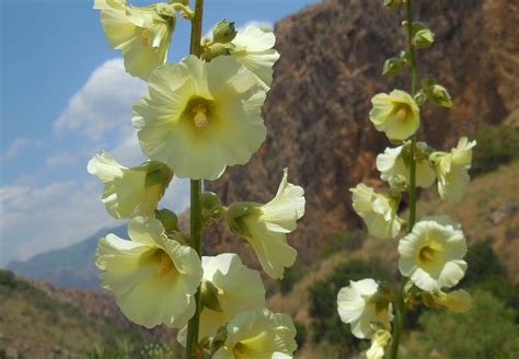 Alcea rugosa