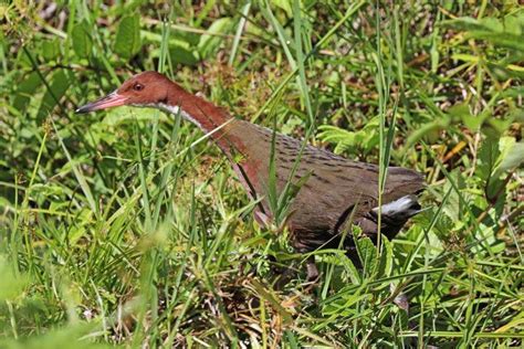 Flightless bird (Aldabra rail) goes extinct, reappears as a flying bird ...