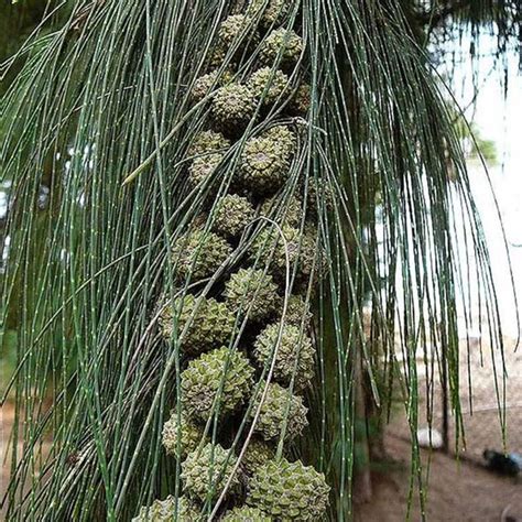 Casuarina - Make My Garden