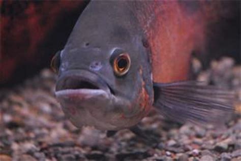 Oscar Fish Diseases | LoveToKnow