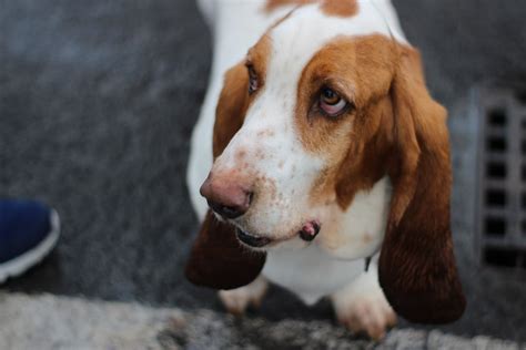 426 Popular Basset Hound Names - Animal Hype