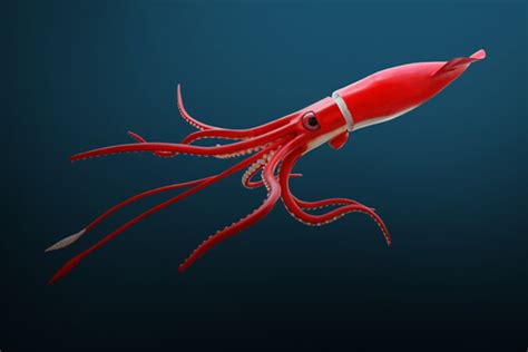 Giant Squid - Facts and Beyond | Biology Dictionary