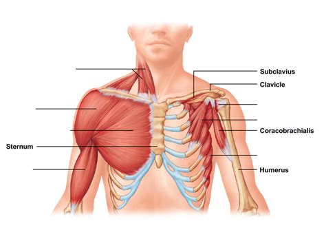 Neck and chest muscles Diagram | Quizlet