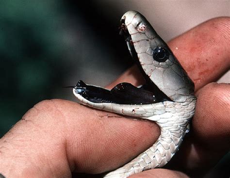 Amazing Black Mamba Snake - Black mamba Facts, Photos, Information ...