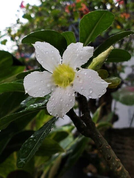 Premium Photo | A flower with rain drops on it