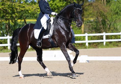 How to Ride Dressage Movements ⋆ How To Dressage