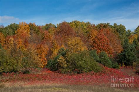 Fall Color in Leelanau County Photograph by Tom Pope - Fine Art America